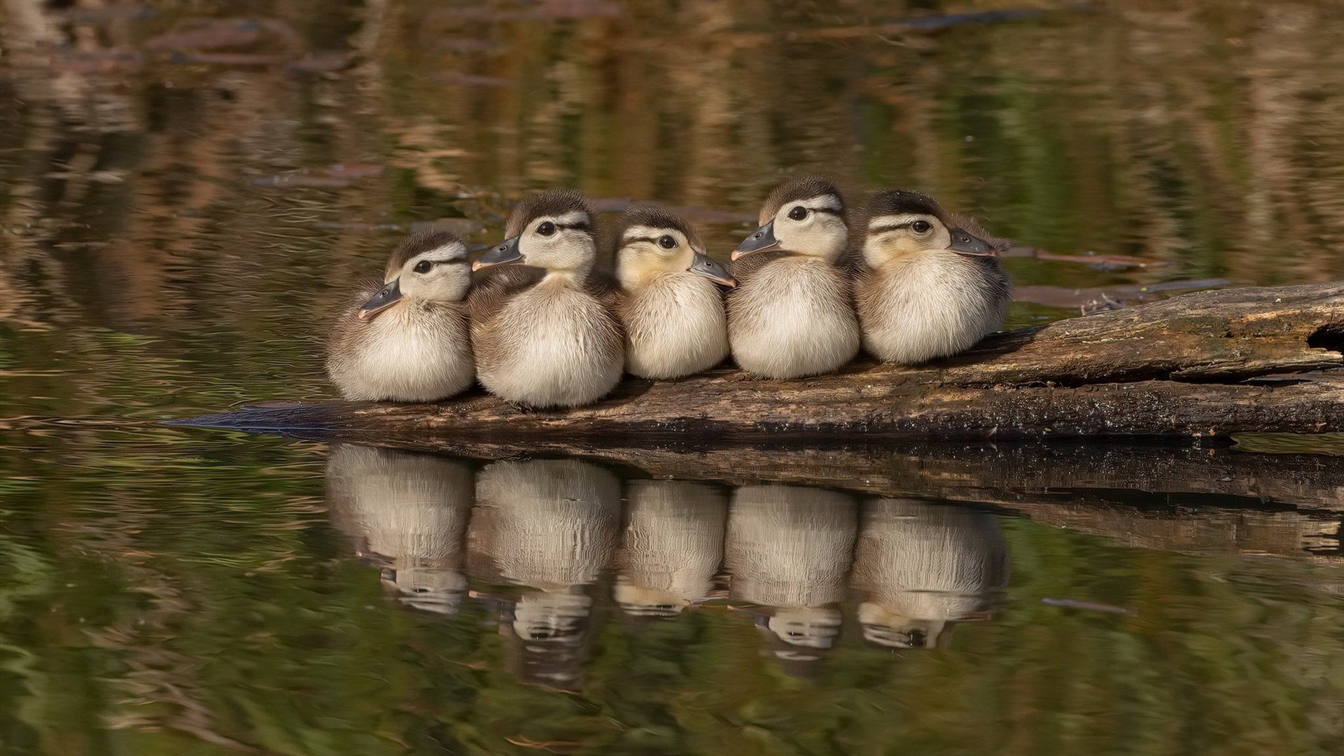 斯洛文尼亚女篮在欧洲锦标赛中实现突破,逐步走向世界,2021斯洛文尼亚篮球
