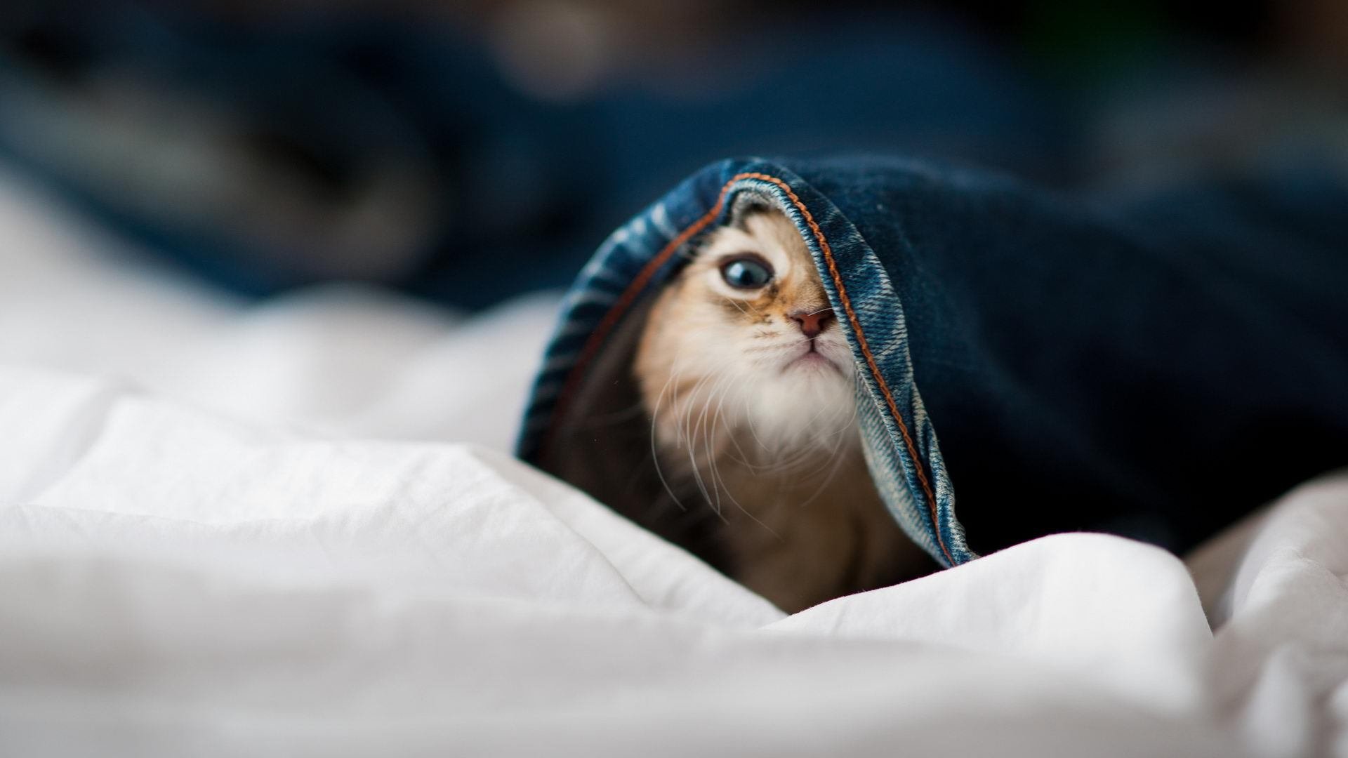 杰克·阿莱克西完美入水点燃现场氛围,杰克莱斯